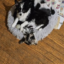Chinese Crested puppies from JRF Chinese Cresteds