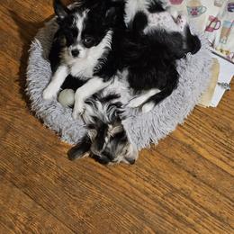 Chinese Crested puppies from JRF Chinese Cresteds