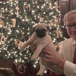 Pug Puppies from Pickwick Pugs