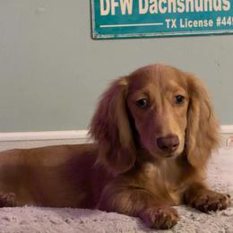 Dreamboat pet 2500 - Dapple male Dachshund puppy in Irving, Texas from DFW Dachshunds by G & S