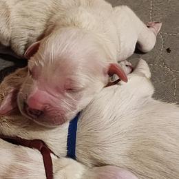 Pink - Golden female Golden Retriever puppy in Lucasville, Ohio from Halo Kennels