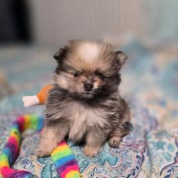 Peep - Chocolate merle male Pomeranian puppy in Cleveland, Georgia from Sourpatch Pomeranians