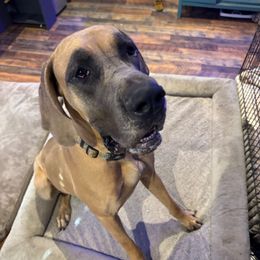 Shark Bait - Fawn female Great Dane puppy in Rosharon, Texas from Parker's Great Danes