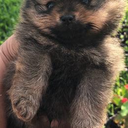Boy one runt - Red sable male Pomeranian puppy in San Antonio, Texas from San Antonio Pomeranian