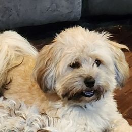 Romeo - Havanese