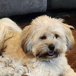 Romeo - Havanese