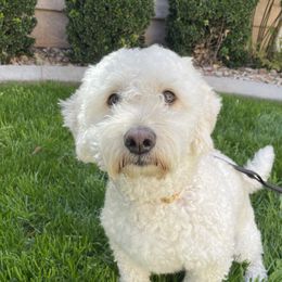 Honey - Goldendoodle