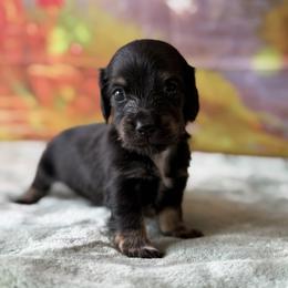 Azalea - Blue and tan female Dachshund puppy in Pflugerville, Texas from Dream A Dream Dachshunds