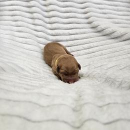 Yellow Collar - Female - Yellow female Labrador Retriever puppy in Boyd, Minnesota from Lindley Labradors