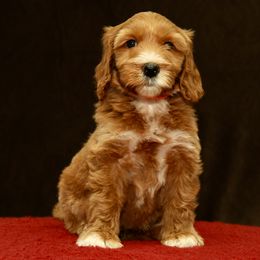 Yelana - Red female Australian Labradoodle puppy in Stanwood, Washington from Victoria Creek Australian Labradoodles