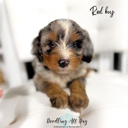 Red boy - Merle male Bernedoodle puppy in Valdese, North Carolina from Doodling All Day Goldendoodles