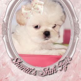 Shih Tzu Puppies from Shantii's Shih Tzu's