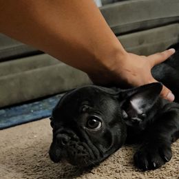 French Bulldog Puppies from frenchies f