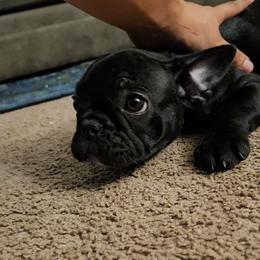 French Bulldog Puppies from frenchies f