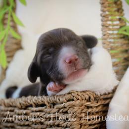 Pink - Piebald female Dachshund puppy in Allons, Tennessee from Amber's Flock Homestead