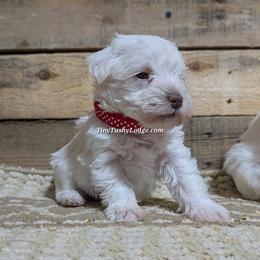 AKC red ribbon - White female Miniature Schnauzer puppy in Greencastle, Indiana from Tiny Tushy Lodge