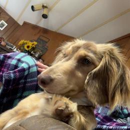 Sissy - Dachshund