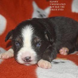 Slinky - Black tri male Miniature Australian Shepherd puppy in Patterson, North Carolina from DreamLine Aussies