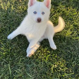 Pomsky Puppies from Goodness Gracious Pomskies