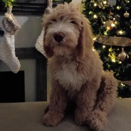 Gold Boy - Apricot male Goldendoodle puppy in Palm Bay, Florida from Costa's Curly Canines