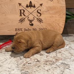 Boy 2 - Golden male Golden Retriever puppy in Olathe, Colorado from Duck Dogs Colorado