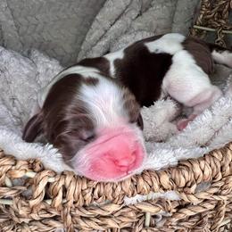 Neo - White and liver male English Springer Spaniel puppy in Swainsboro, Georgia from Sweet Georgia Springers