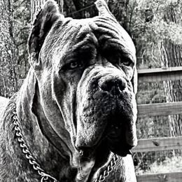 Cane Corso from Miracle City