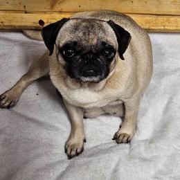 Minnie - Fawn female Pug puppy in Kodak, Tennessee from My Princess Pugs