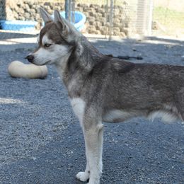 TT - Alaskan Klee Kai