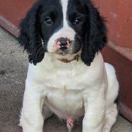 English Springer Spaniel puppies from Sho-Me Springers