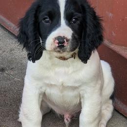 English Springer Spaniel puppies from Sho-Me Springers