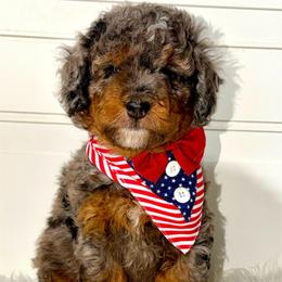 Marlin - Merle male Bernedoodle puppy in Beecher, Illinois from Erica’s Doodles