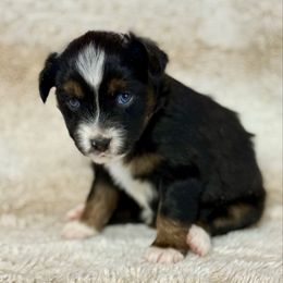 Tina - Black tri female Toy Australian Shepherd puppy in Colorado from Yampa Valley Aussies