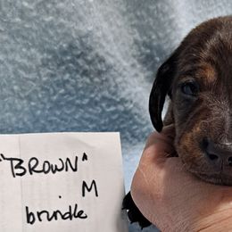 Brown Boy - Brindle Dachshund puppy in Poplar Bluff, Missouri from BW Poodles and Dachshunds