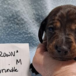 Brown Boy - Brindle Dachshund puppy in Poplar Bluff, Missouri from BW Poodles and Dachshunds