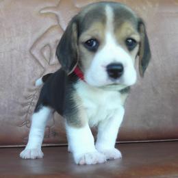 Beagle Puppies from Beam's Beagles