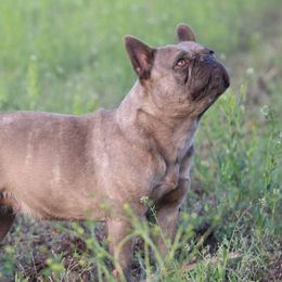 Valerie - French Bulldog