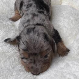 Laurel - Dapple female Dachshund puppy in Wallingford, Kentucky from Hensley Homestead Dachshunds
