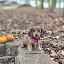 AKC Meet Vada :) - Dapple female Dachshund puppy in Centerville, Iowa from Barnyard Dachshunds, Dals & Doodles