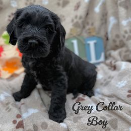Grey - Black male Australian Labradoodle puppy in Rhode Island from Highland Beach Labradoodles