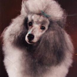 Poodles from Coles Poodles