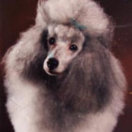Poodles from Coles Poodles