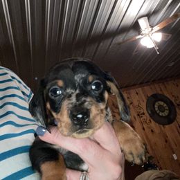 Champ - Dapple male Dachshund puppy in Nashville, Georgia from Riverside Dachshund
