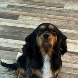 Lexi - Cavalier King Charles Spaniel