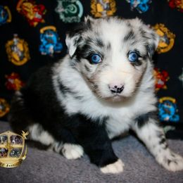 Glacier - Blue merle female Miniature Australian Shepherd puppy in El Dorado Springs, Missouri from HP Aussie Kennels