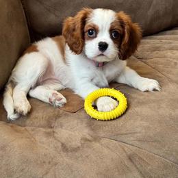 Girl - Blenheim female Cavalier King Charles Spaniel puppy in Austin, Texas from Ikis & Grace King Charles Cavelier Spaniels