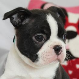 Timon - Black brindle and white male Boston Terrier puppy in Brooksville, Florida from I Love Pups