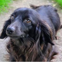Poppy - Dachshund