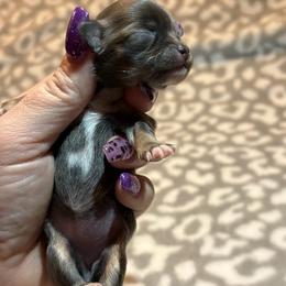 Mabel - Blue and white female Chihuahua puppy in Beckemeyer, Illinois from Guardian’s of the Chihuahuas