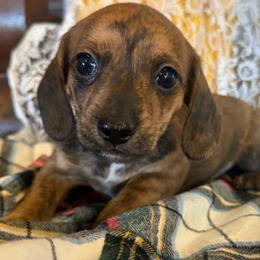 Maple - Brindle female Dachshund puppy in Mountain Home, Arkansas from Furry Friends Kennel
